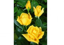 Magastörzsű rózsa / Golden Leader